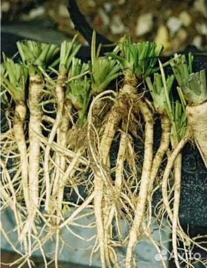 Боярышник, Мята, Базилик