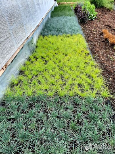 Растения цветы для сада