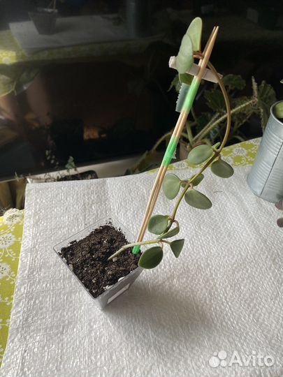 Домашние растения пеперомия/коллизия