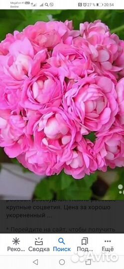 Пеларгония сортовая набором и срезы