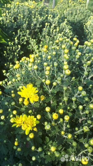 Хризантема мультифлора