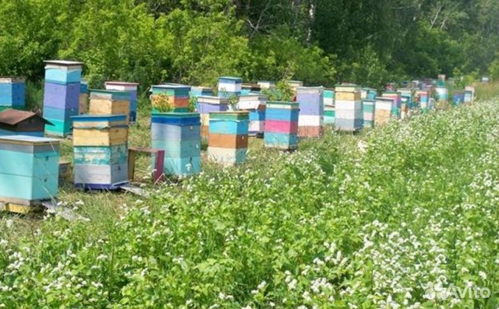 Мёд натуральный с Алтая опт минимально 16 кг