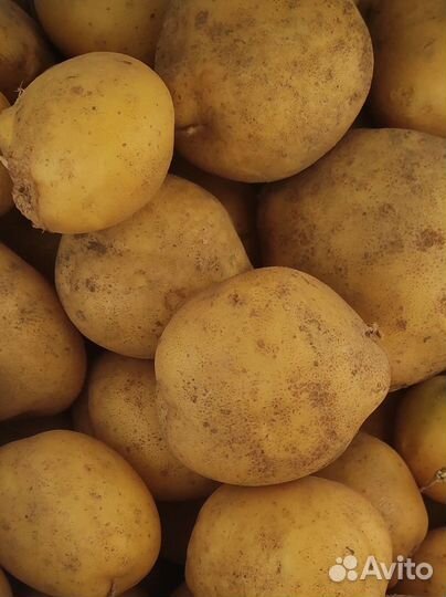 Картофель со своего огорода