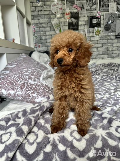 Щенок той-пудель