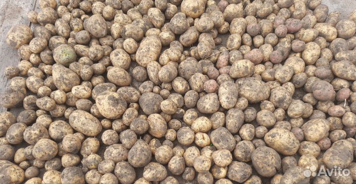 Продам картофель
