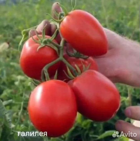 Семена томатов Галилея f1 10шт