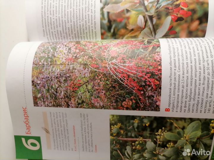 Книга. Лечебные рецепты