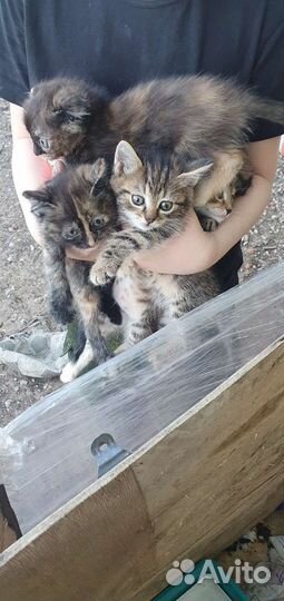 Домашние животные кошки