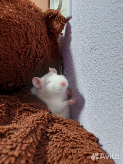 Крысы девочки, мама и дочь