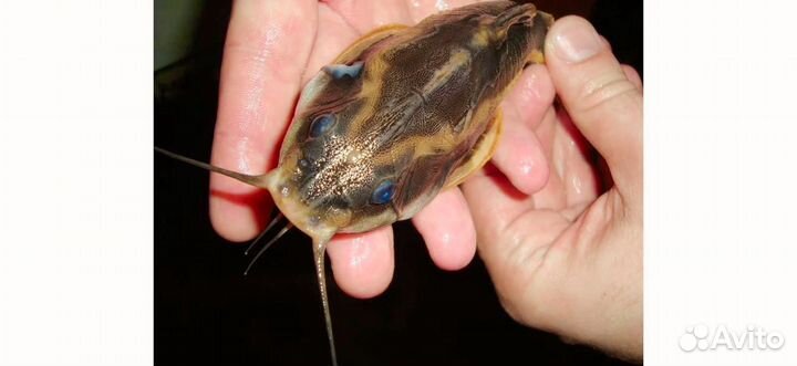 Аквариумные рыбки сомики платидорасы