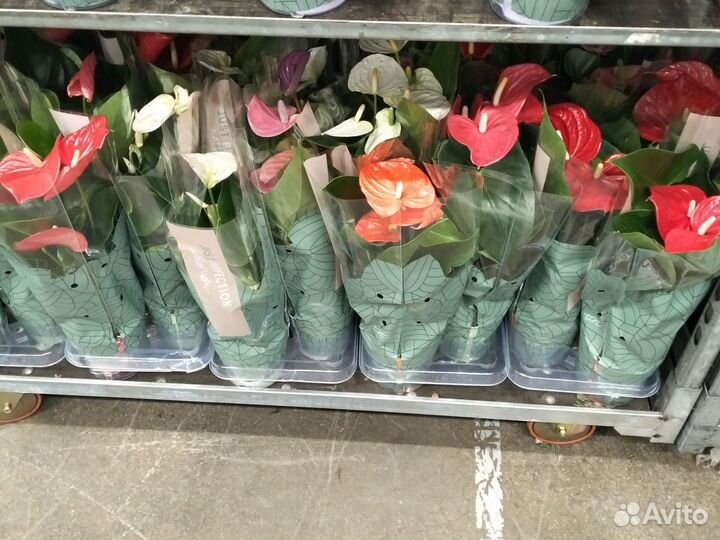 Антуриум разные сорта