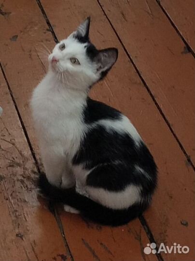 Кошка в дар