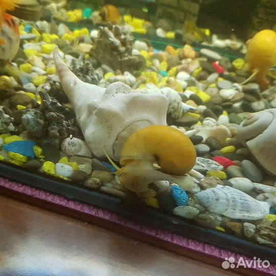 Улитки ампулярия