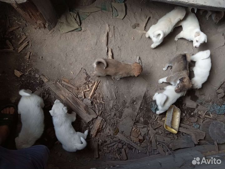 Щенки бесплатно