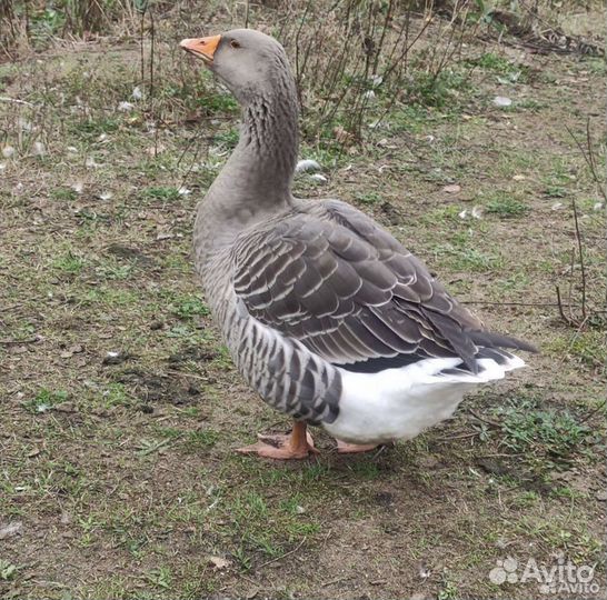 Гуси серый крупный северный