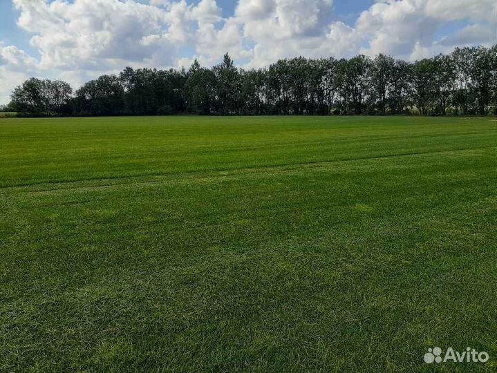 Укладка и продажа рулонного газона