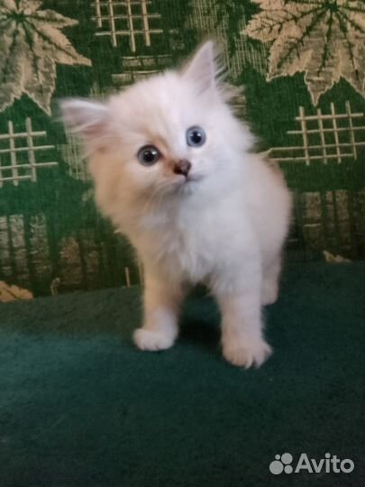 Шотландский котёнок