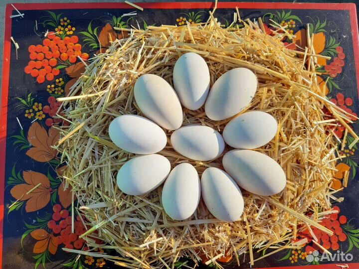 Домашние гусиные, утиные яйца