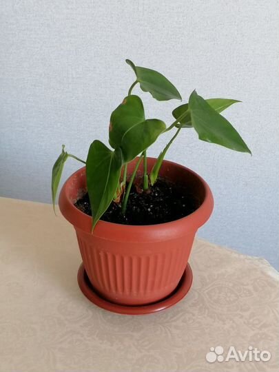 Антуриум растение с горшком