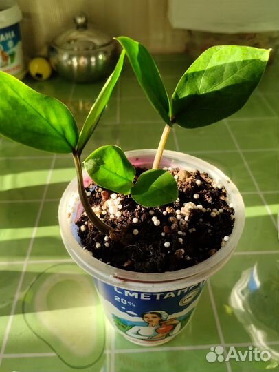 Замиокулькас