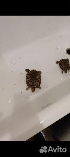 2 Черепашки