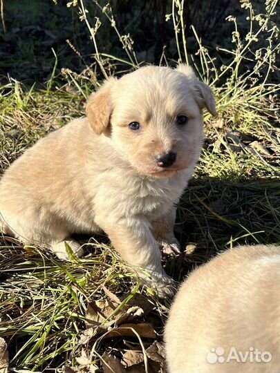 Щенки