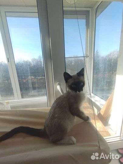Котенок сиамский