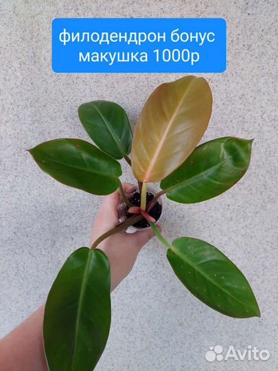 Филодендрон бонус,пин тонг,флорида бьюти альба