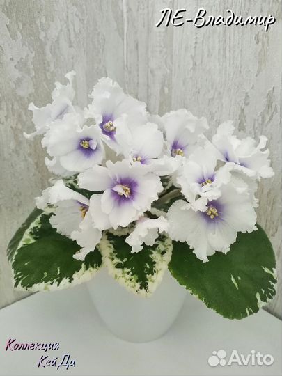 Листочки сортовых фиалок