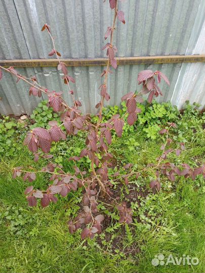 Фундук краснолистный районированый