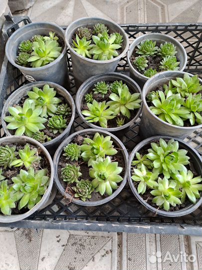 Саженцы цветов и ягодных кустарников