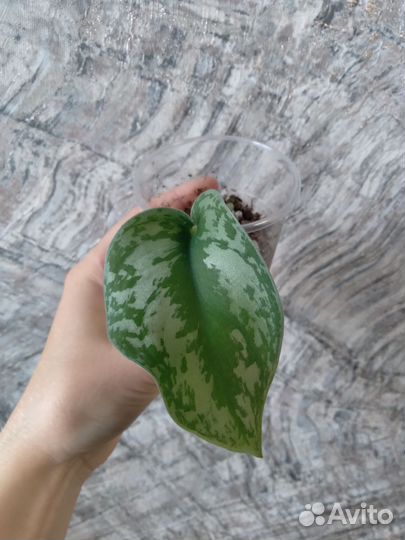 Сциндапсусы-Платинум, Жаде сатин, Сплеш блю,Треби