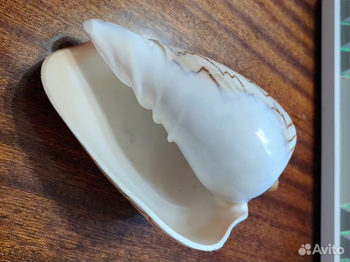 Ракушка натуральная