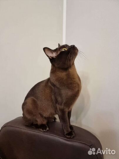 Вязка бурманский кот