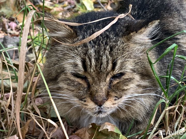 Старый больной кот под дождём