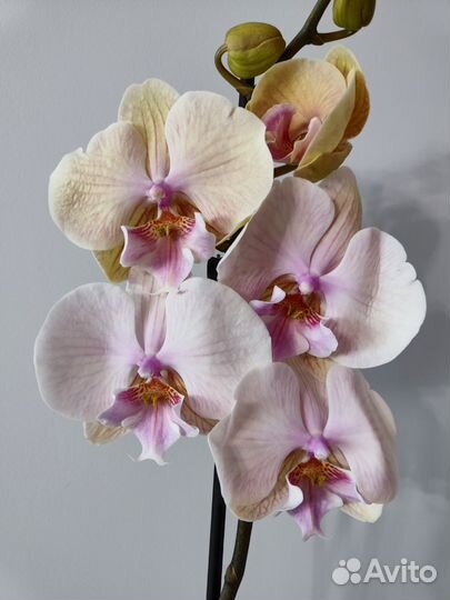 Орхидея биг лип Pastello kizz