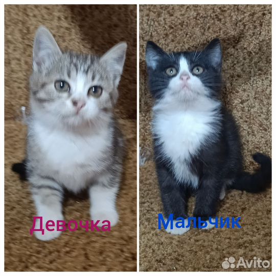 Кошка в дар бесплатно