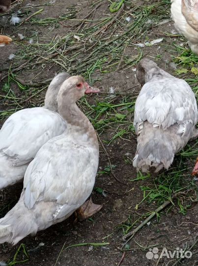 Индоутка мускусная утка