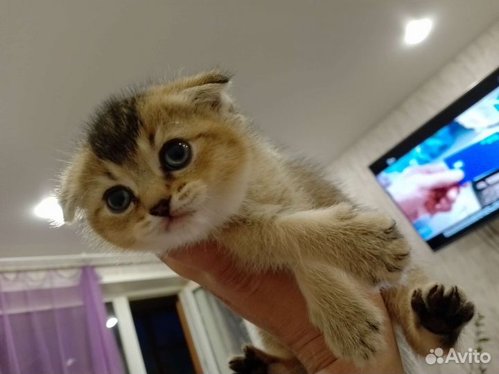Шотландская