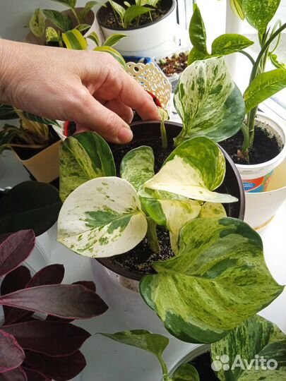 Сциндапсус Хеппи лиф (комнатный цветок)