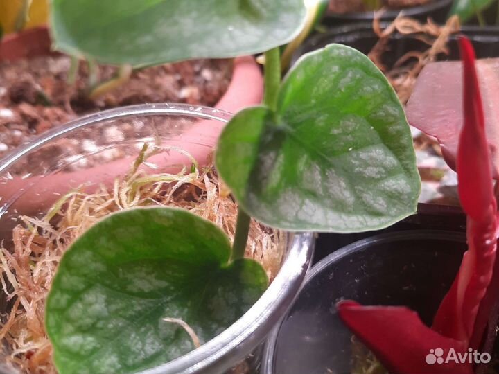 Монстера дубиа