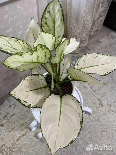 Комнатные растения цветы