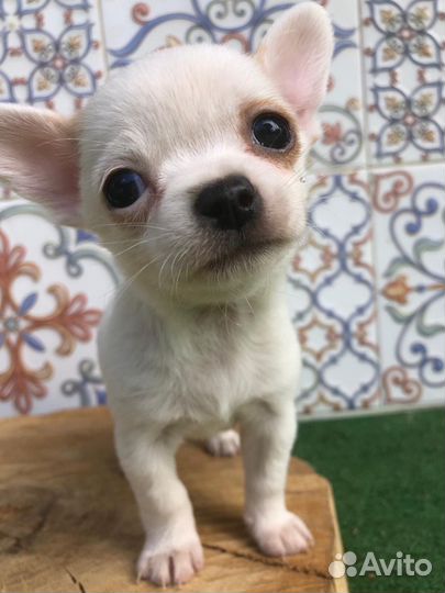 Чихуахуа мини мальчик