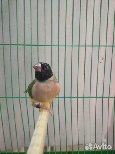 Амадины гульда