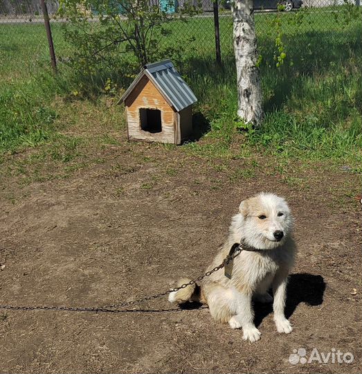 Собака в добрые руки отдам бесплатно