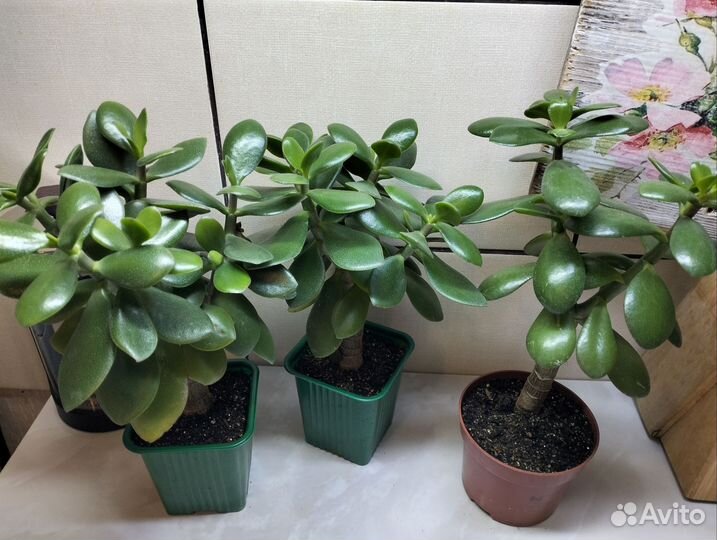 Толстянка крассула Овата, денежное дерево