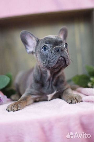 Французский бульдог