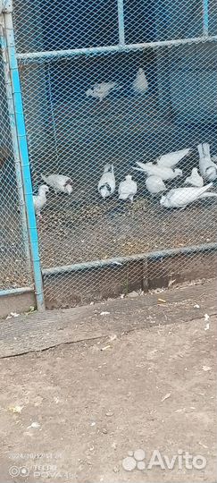 Голуби бойные