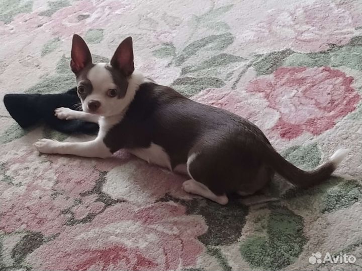 Продам щенка