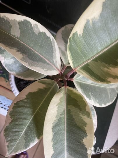 Фикус Эластика Тинеке